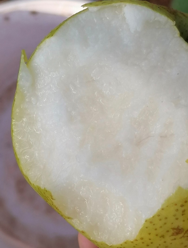 洋县朱鹮之乡黄金梨