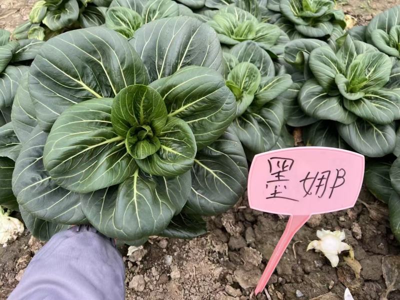 墨娜青菜种子叶柄短基部肥厚小青菜种子软糯微甜苏州青种子