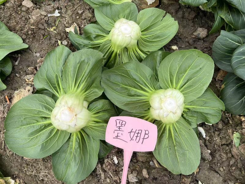 墨娜青菜种子叶柄短基部肥厚小青菜种子软糯微甜苏州青种子