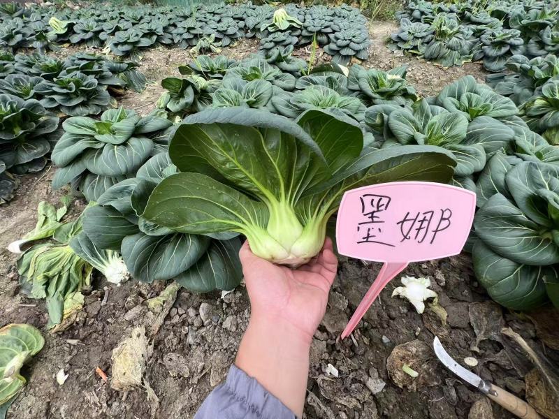 墨娜青菜种子叶柄短基部肥厚小青菜种子软糯微甜苏州青种子