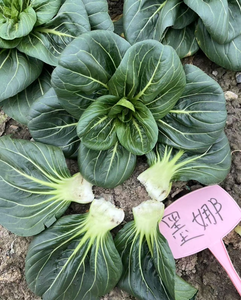 墨娜青菜种子叶柄短基部肥厚小青菜种子软糯微甜苏州青种子