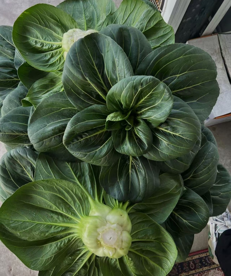 墨娜青菜种子叶柄短基部肥厚小青菜种子软糯微甜苏州青种子