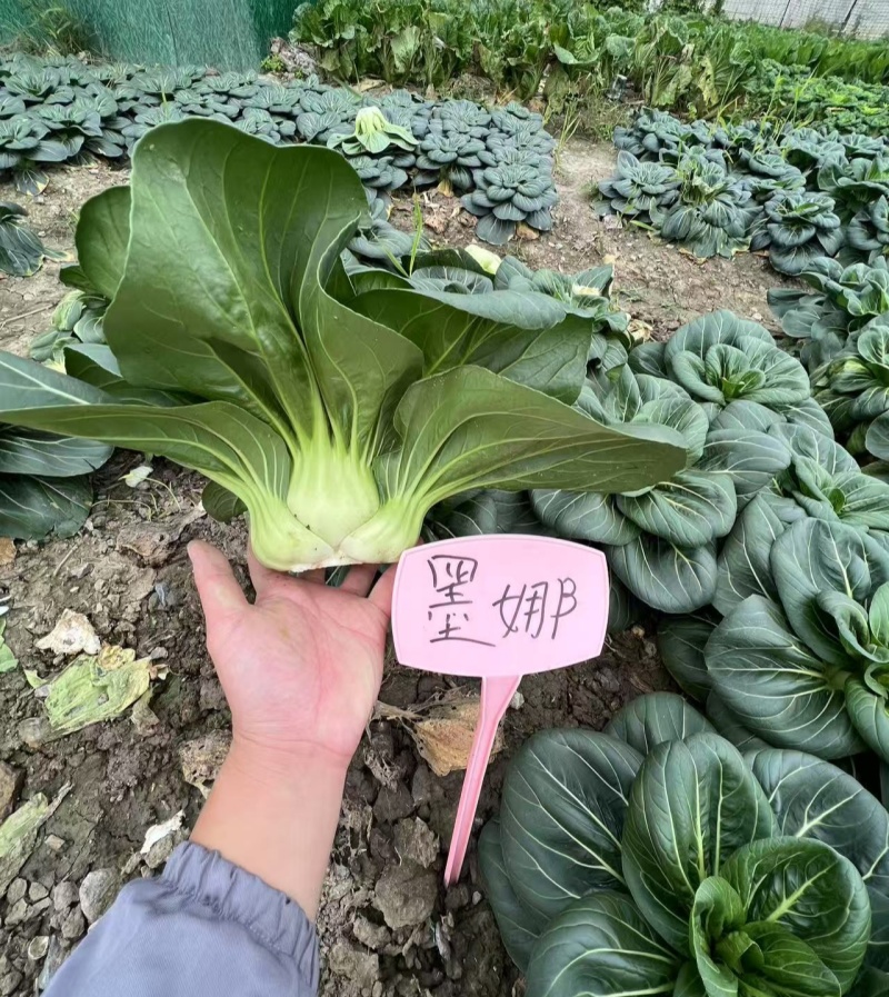 墨娜青菜种子叶柄短基部肥厚小青菜种子软糯微甜苏州青种子