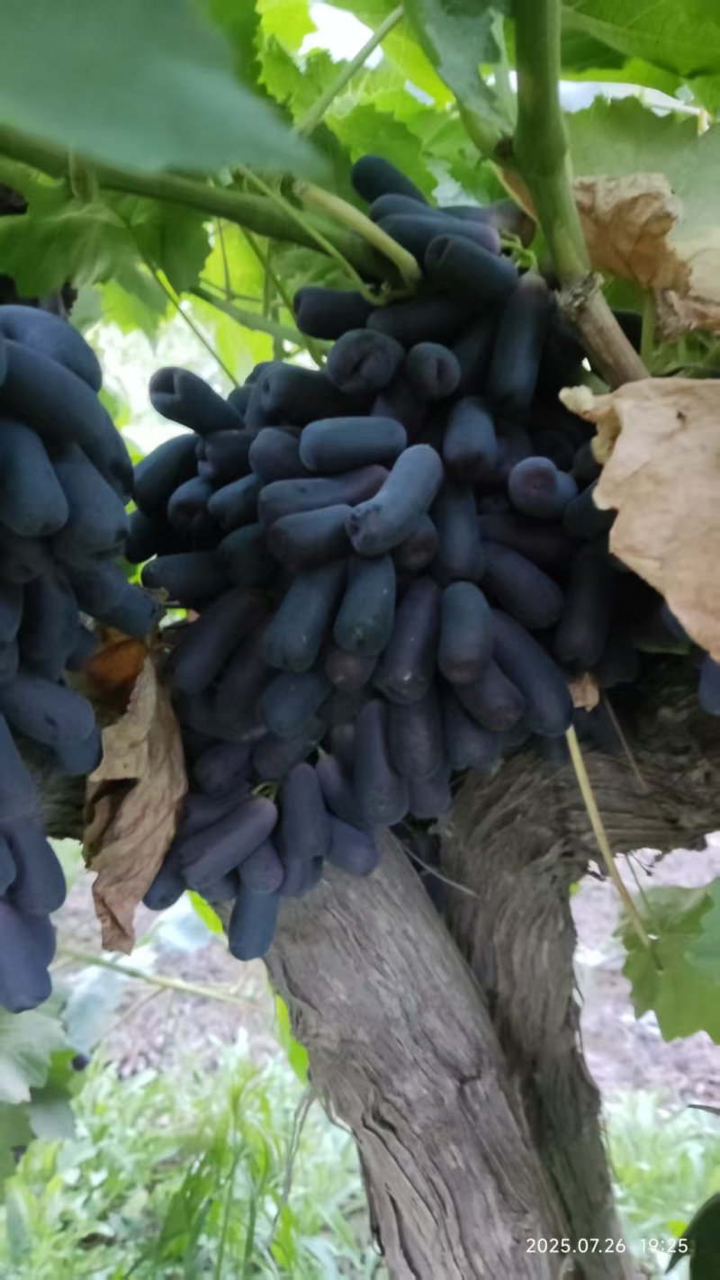蓝宝石葡萄