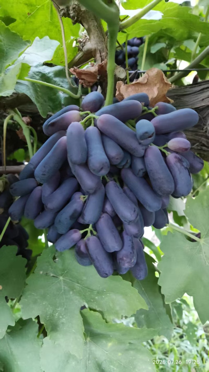 蓝宝石葡萄
