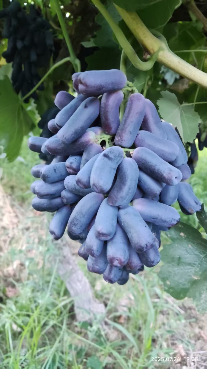 蓝宝石葡萄