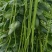 豇豆种子花样年华白籽白花翠绿色80-90厘米耐高温