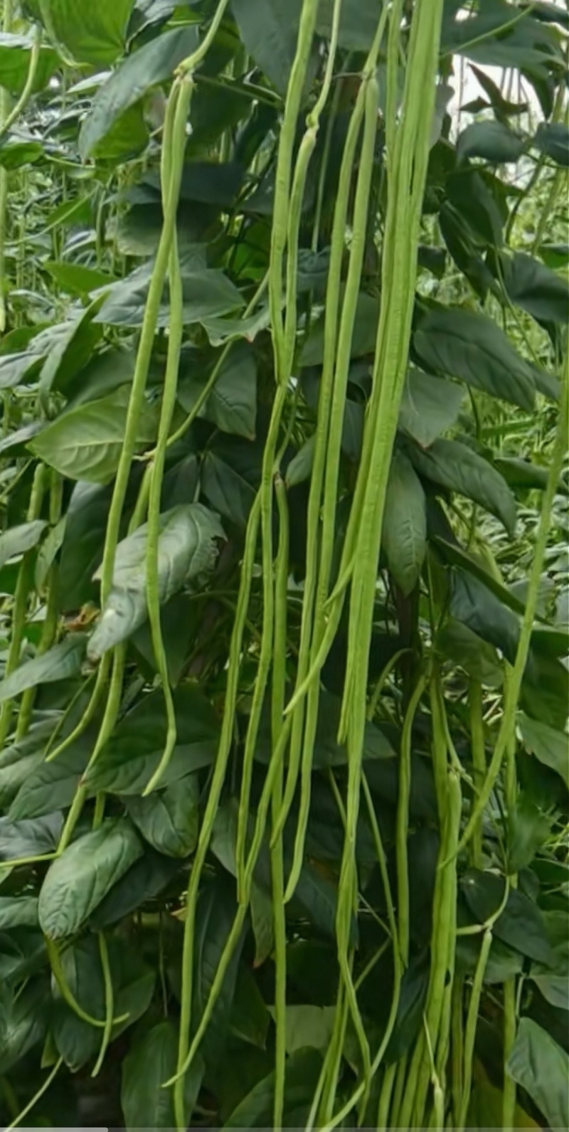 豇豆种子花样年华白籽白花翠绿色80-90厘米耐高温