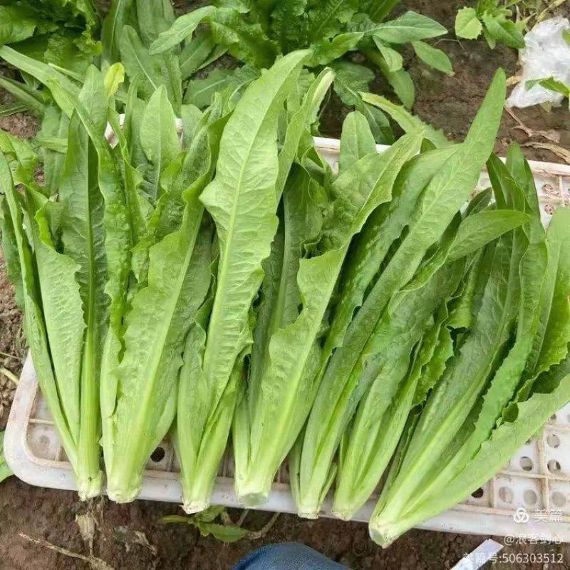 精选四季油麦菜种子植株直立口感脆香耐热耐寒四季种无斑香油