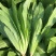 精选四季油麦菜种子植株直立口感脆香耐热耐寒四季种无斑香油