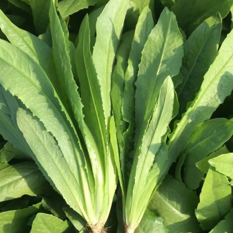 精选四季油麦菜种子植株直立口感脆香耐热耐寒四季种无斑香油