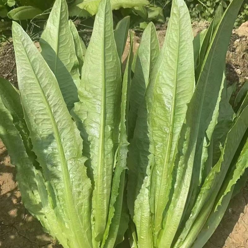 精选四季油麦菜种子植株直立口感脆香耐热耐寒四季种无斑香油
