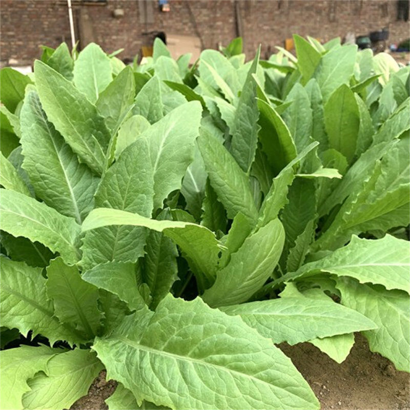 精选四季油麦菜种子植株直立口感脆香耐热耐寒四季种无斑香油