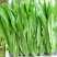 精选四季油麦菜种子植株直立口感脆香耐热耐寒四季种无斑香油