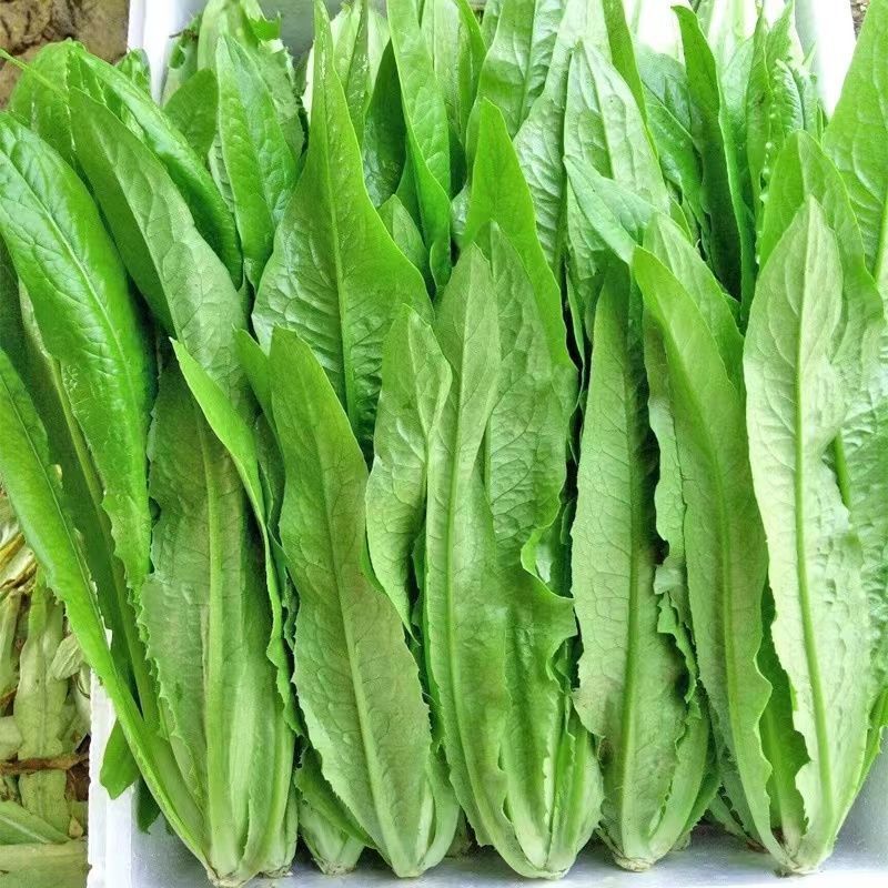 精选四季油麦菜种子植株直立口感脆香耐热耐寒四季种无斑香油