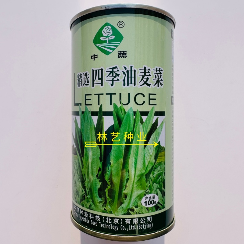 精选四季油麦菜种子植株直立口感脆香耐热耐寒四季种无斑香油