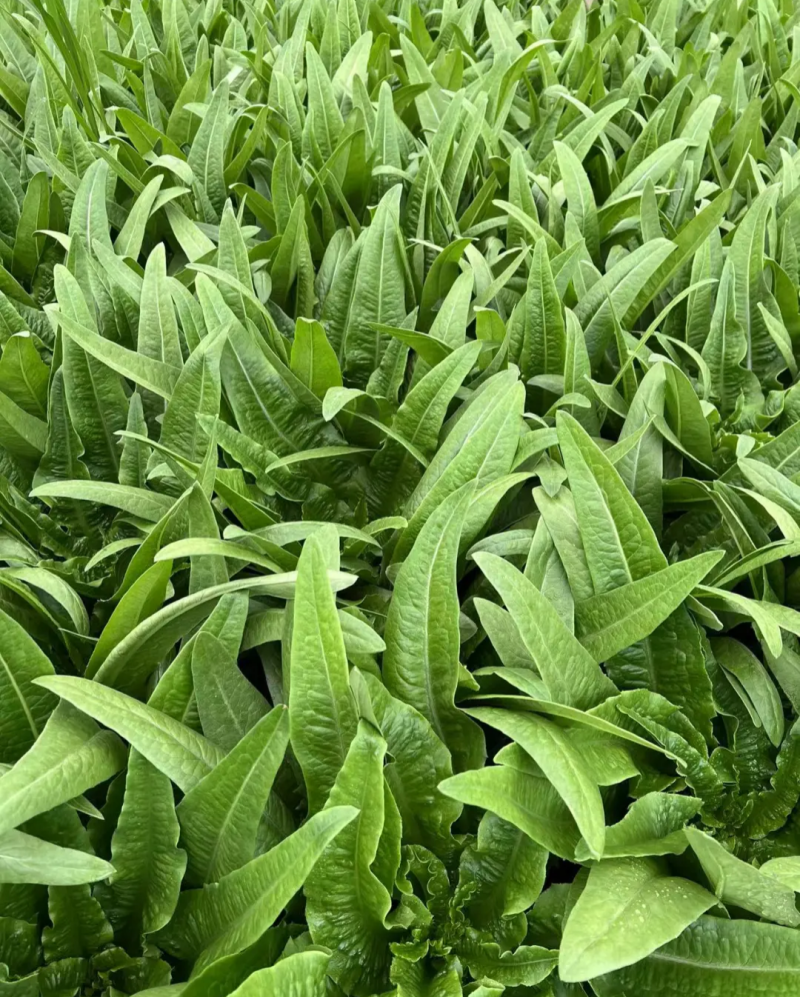 精选四季油麦菜种子植株直立口感脆香耐热耐寒四季种无斑香油