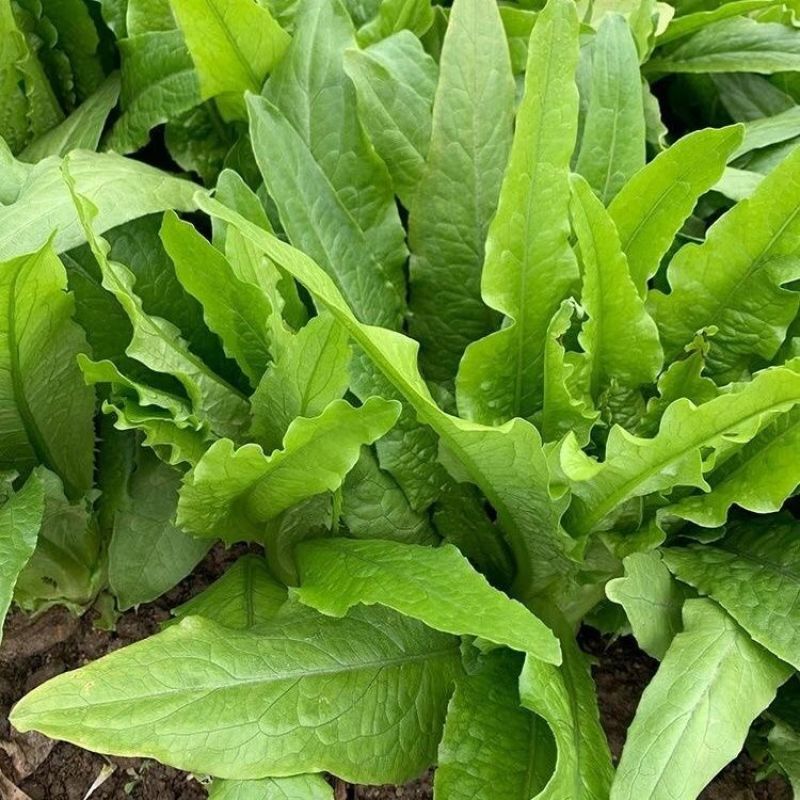 精选四季油麦菜种子植株直立口感脆香耐热耐寒四季种无斑香油