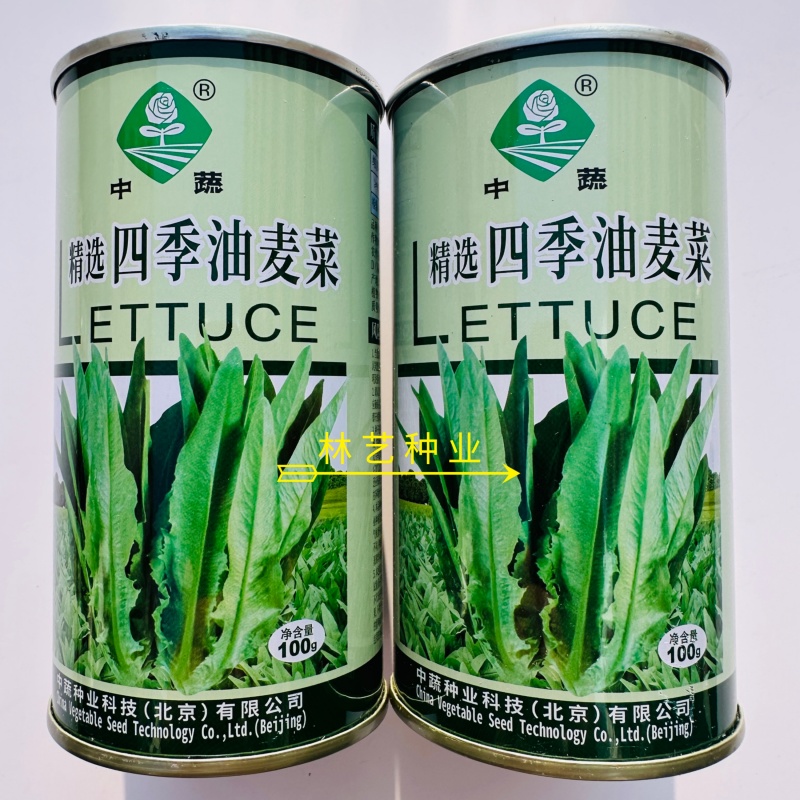 精选四季油麦菜种子植株直立口感脆香耐热耐寒四季种无斑香油