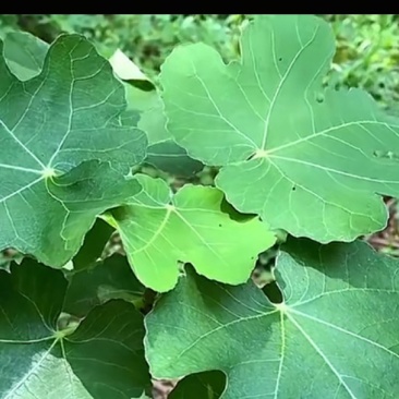 无花果叶