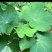 无花果叶