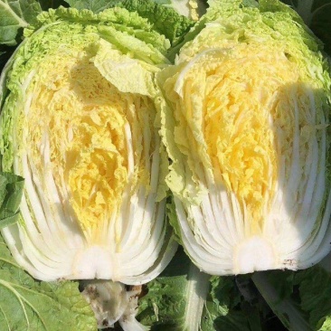 德高盈煌大白菜种子黄心大白菜种子秋季抗根肿病能力强德高菜