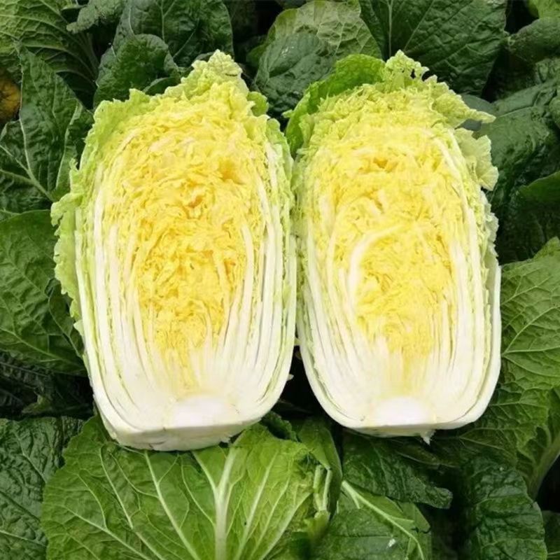 德高盈煌大白菜种子黄心大白菜种子秋季抗根肿病能力强德高菜