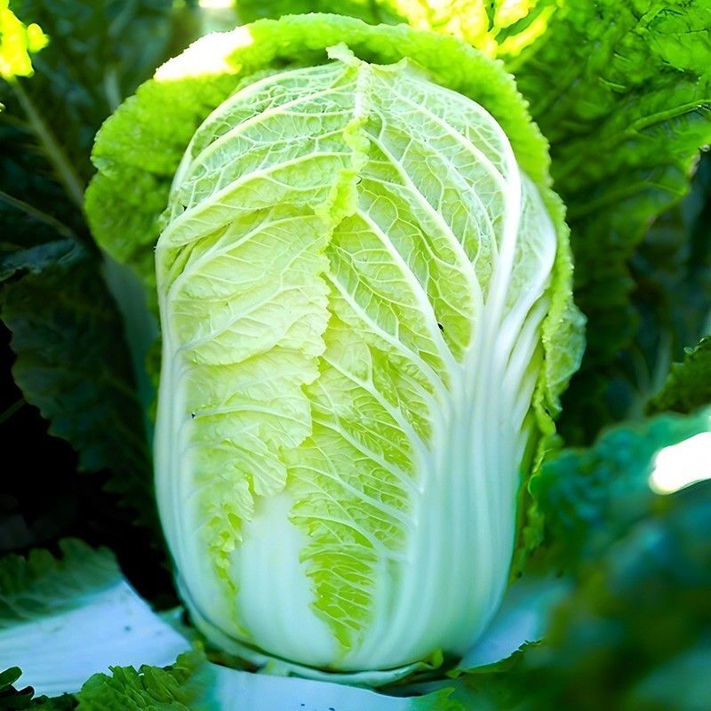 德高盈煌大白菜种子黄心大白菜种子秋季抗根肿病能力强德高菜