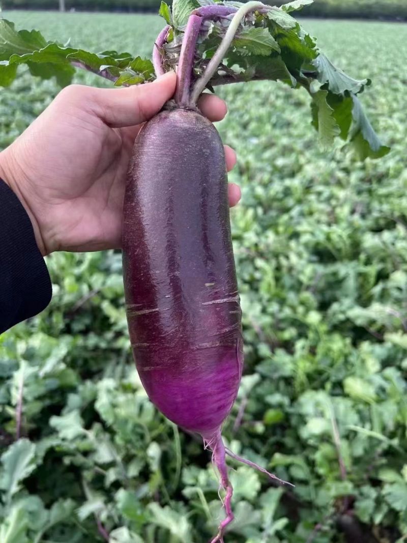 火龙果K04水果萝卜种子50粒紫皮紫肉萝卜抗病耐低温