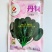 丹锦菠菜种子半圆叶耐寒耐抽苔抗病越冬中熟黑绿肉厚大田蔬菜