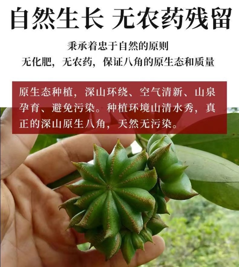 广西六万山大红无硫八角，自家种植