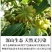 广西六万山大红无硫八角，自家种植