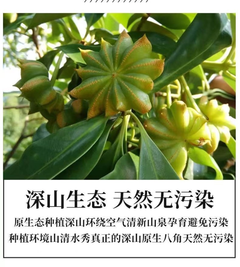 广西六万山大红无硫八角，自家种植
