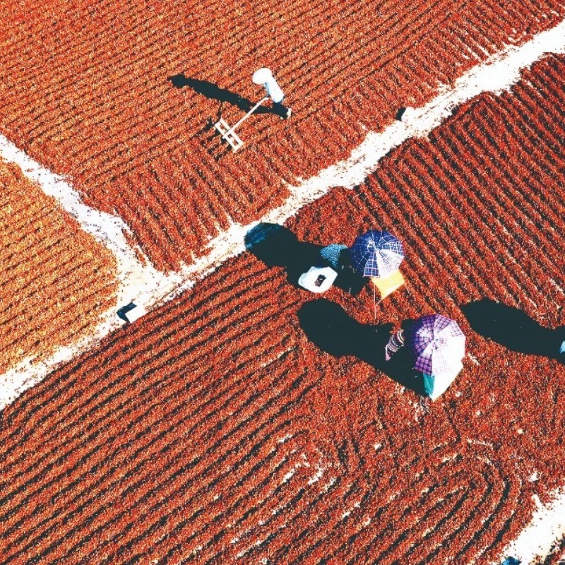 广西六万山大红无硫八角，自家种植