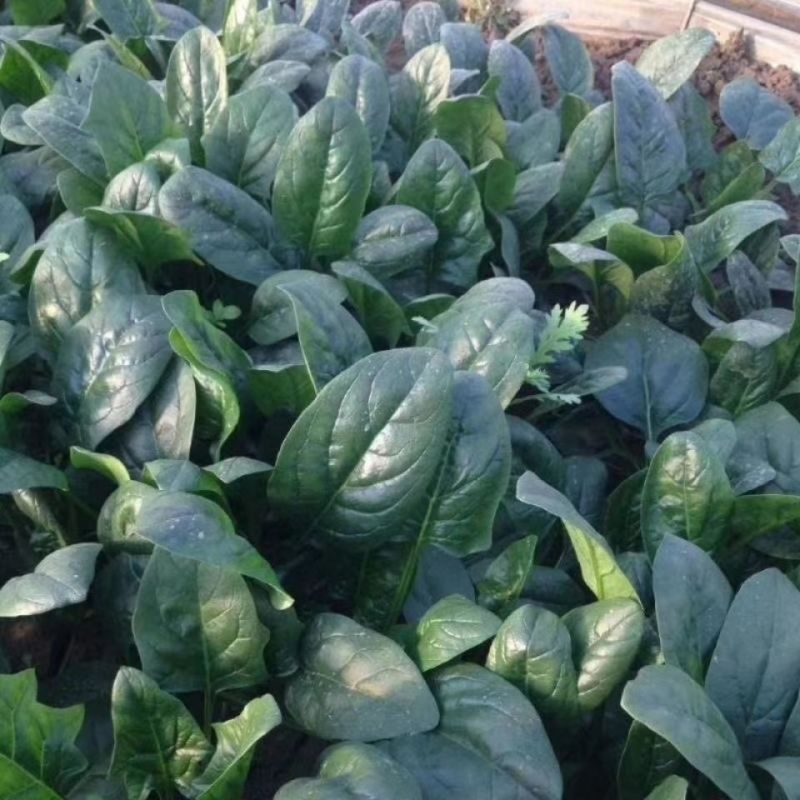 绿盾菠菜种子耐抽苔中早熟春秋大圆叶菠菜蔬菜种籽耐热叶