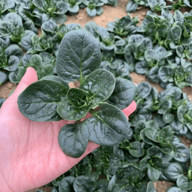 绿盾菠菜种子耐抽苔中早熟春秋大圆叶菠菜蔬菜种籽耐热叶