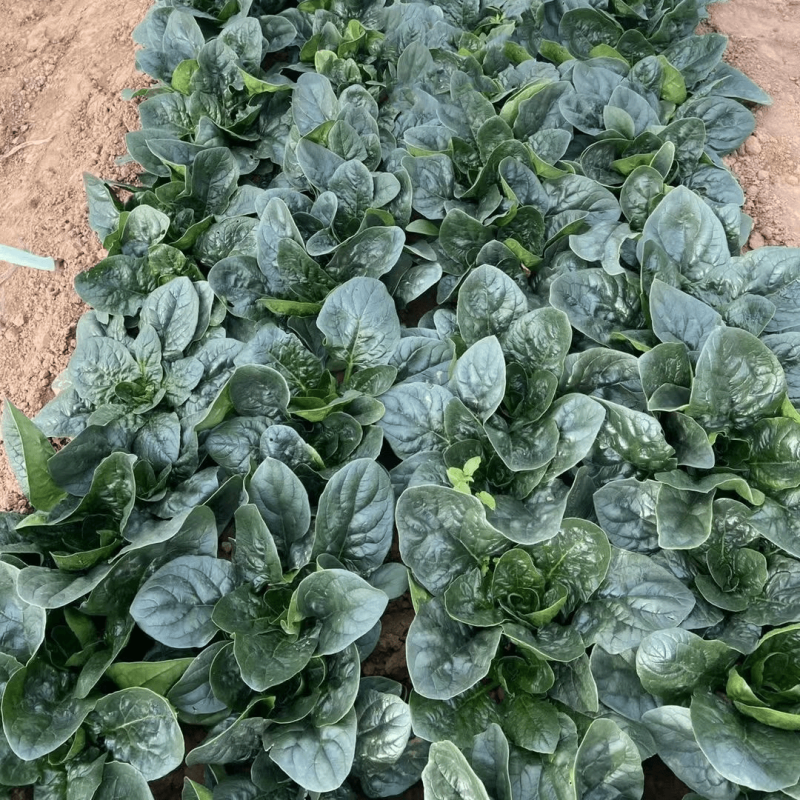 绿盾菠菜种子耐抽苔中早熟春秋大圆叶菠菜蔬菜种籽耐热叶