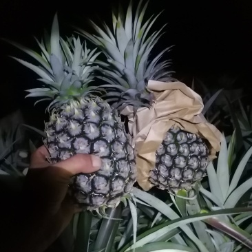 金钻凤梨中小果