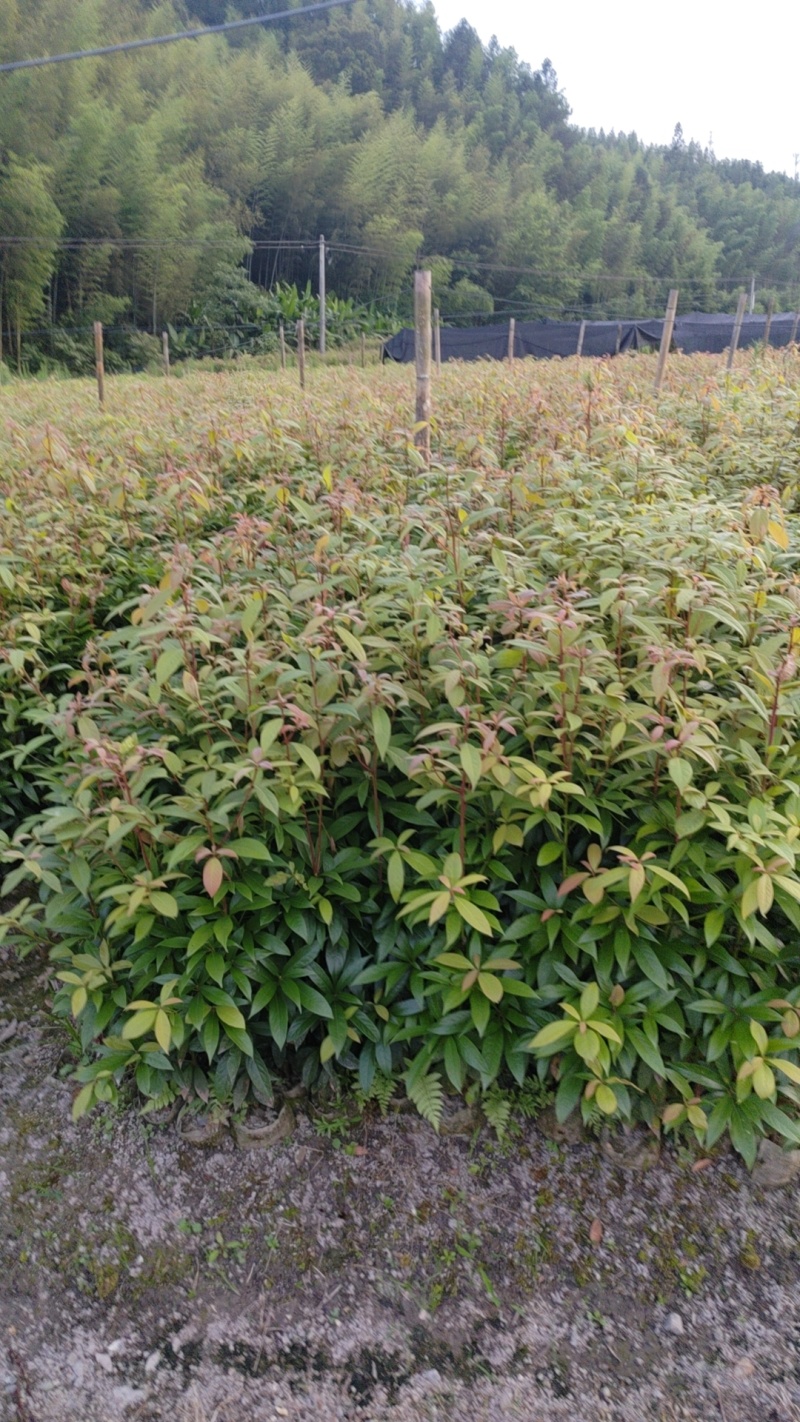 杉木苗大量供应，苗木基地直发，量大从优欢迎，各种规格咨询