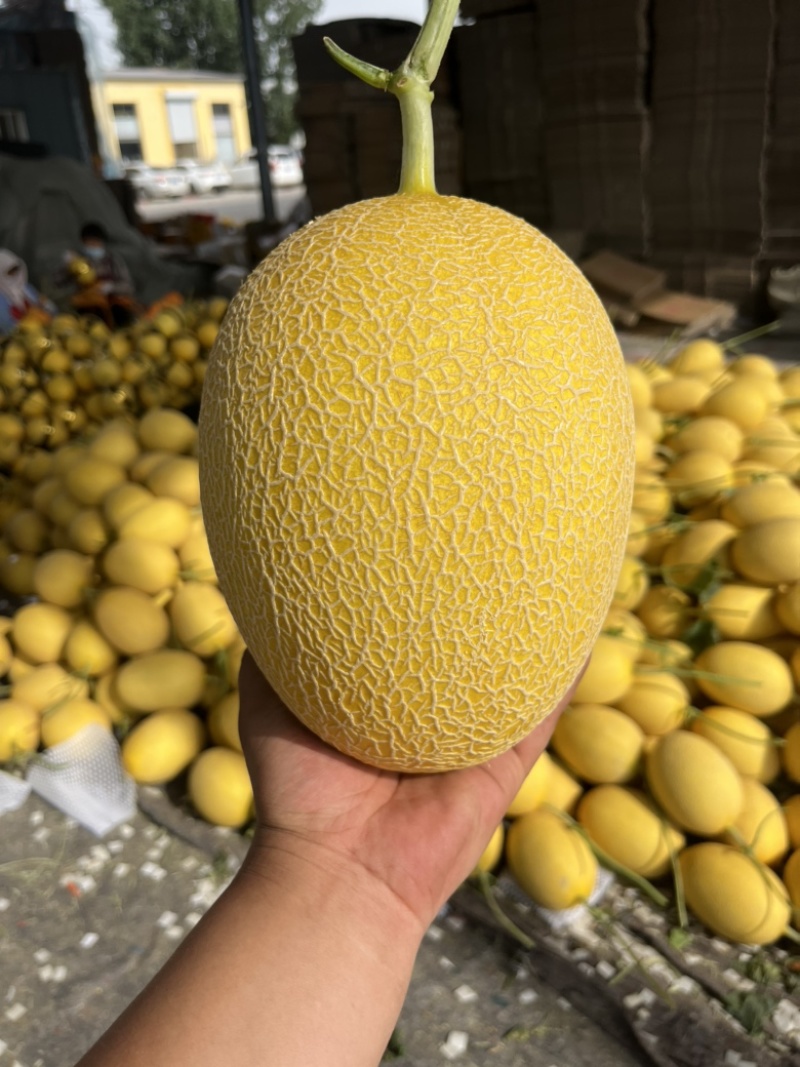 济南章丘哈密瓜