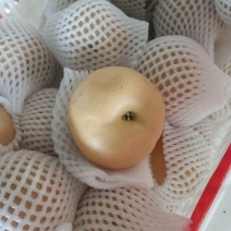 山东丰水梨产区大量现货欢迎有需要的客户洽谈合作市场批发