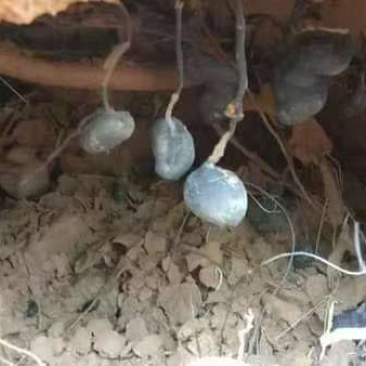 乌灵参