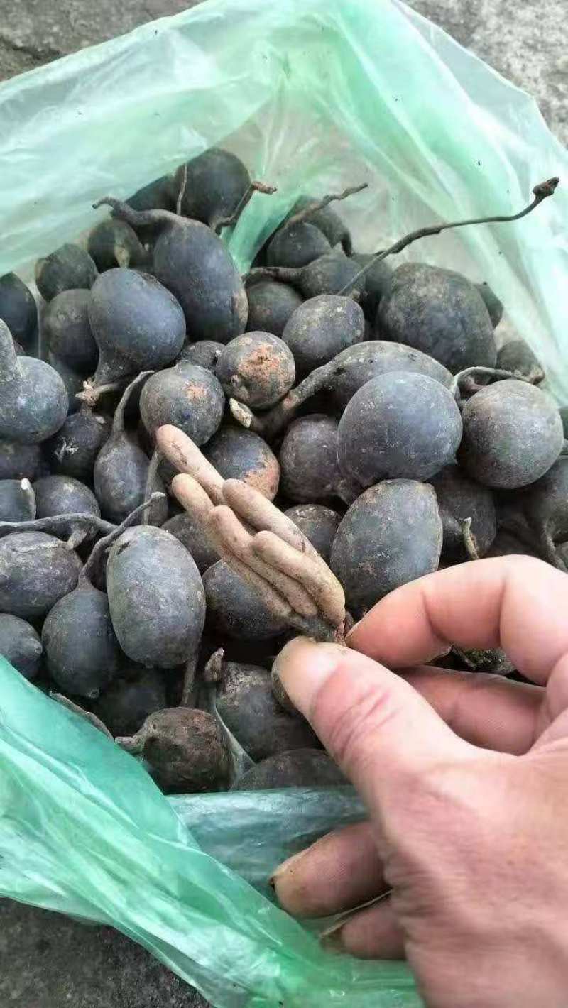 乌灵参
