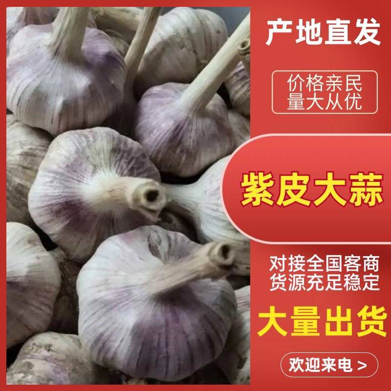紫皮大蒜大量供应，山东滨州惠民产区直发货源充足，量大从优