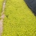 过路黄#过路黄袋苗#过路黄基地批发#成活率高#现货供应