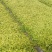 过路黄#过路黄袋苗#过路黄基地批发#成活率高#现货供应