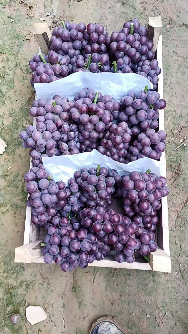 河北邢台威县精品巨峰早无核大量上市了，需要老板联系