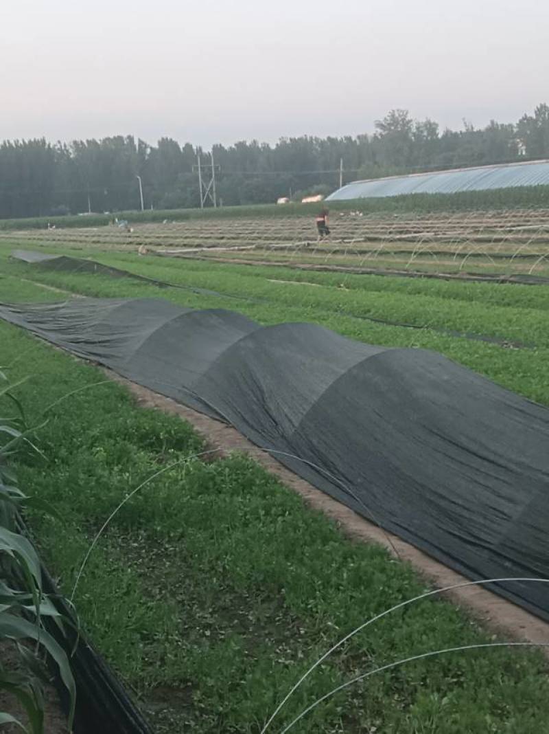 法国皇后西芹苗