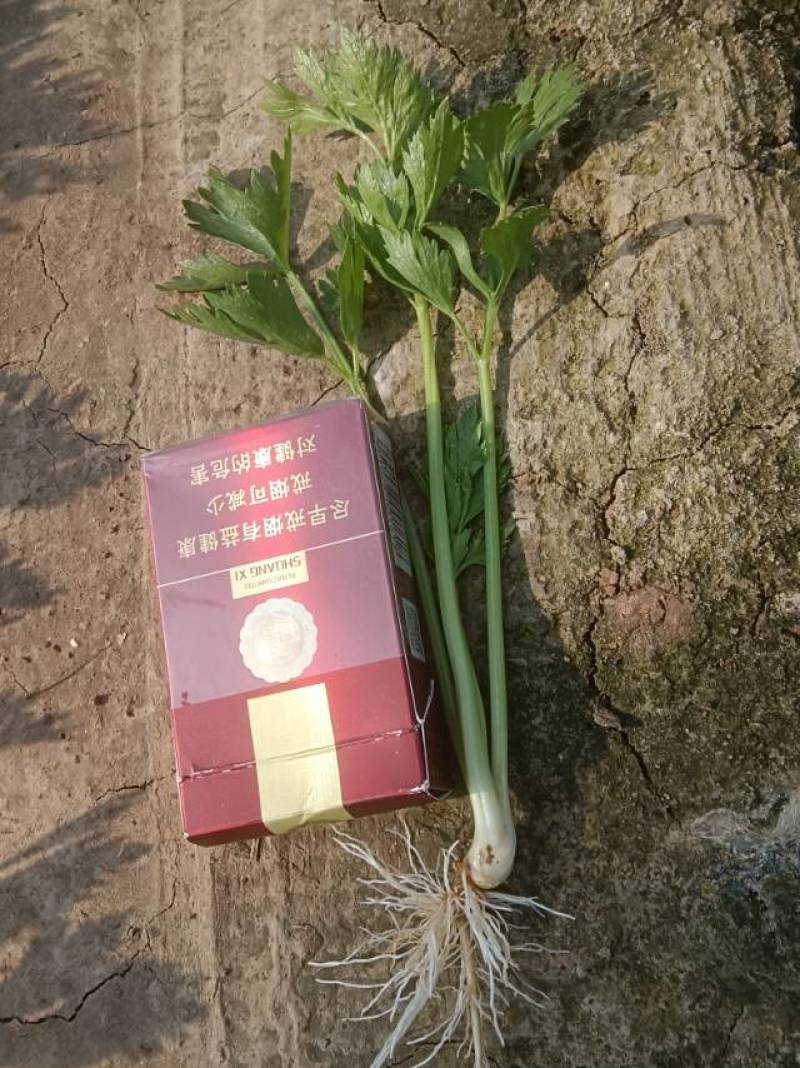 法国皇后西芹苗