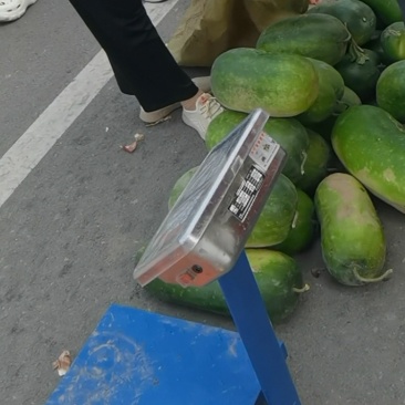 家中种植2000颗冬瓜，现大批量收获，有需要请联系